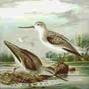 Terek Sandpiper